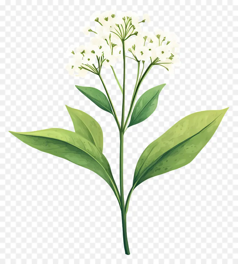 Flor De Hálito De Bebê，Planta Verde PNG