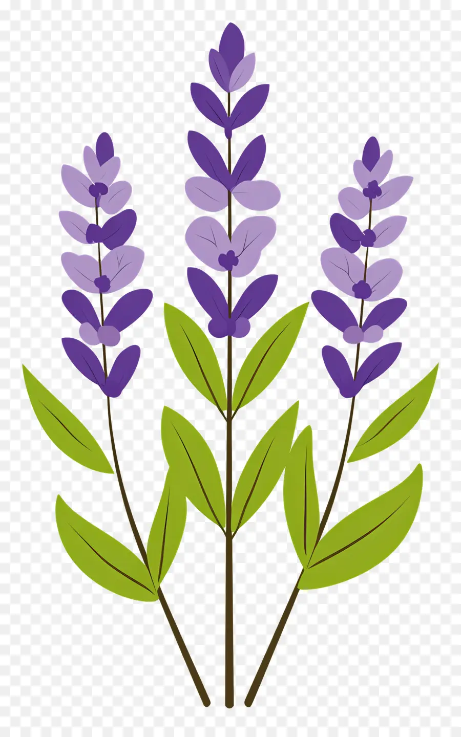 Flor De Lavanda，Lavanda PNG