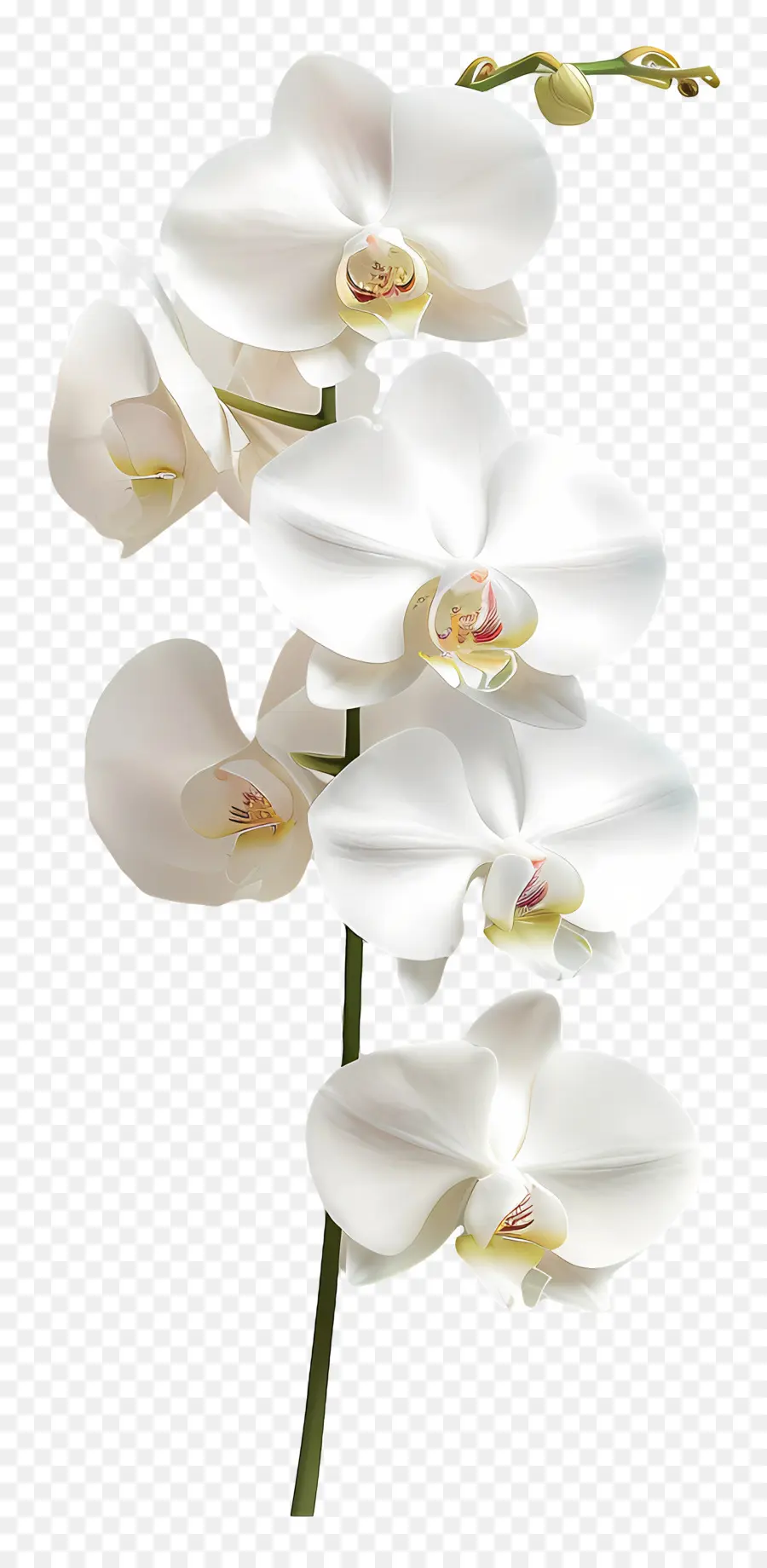 Flor De Orquídea，Orquídea Branca PNG