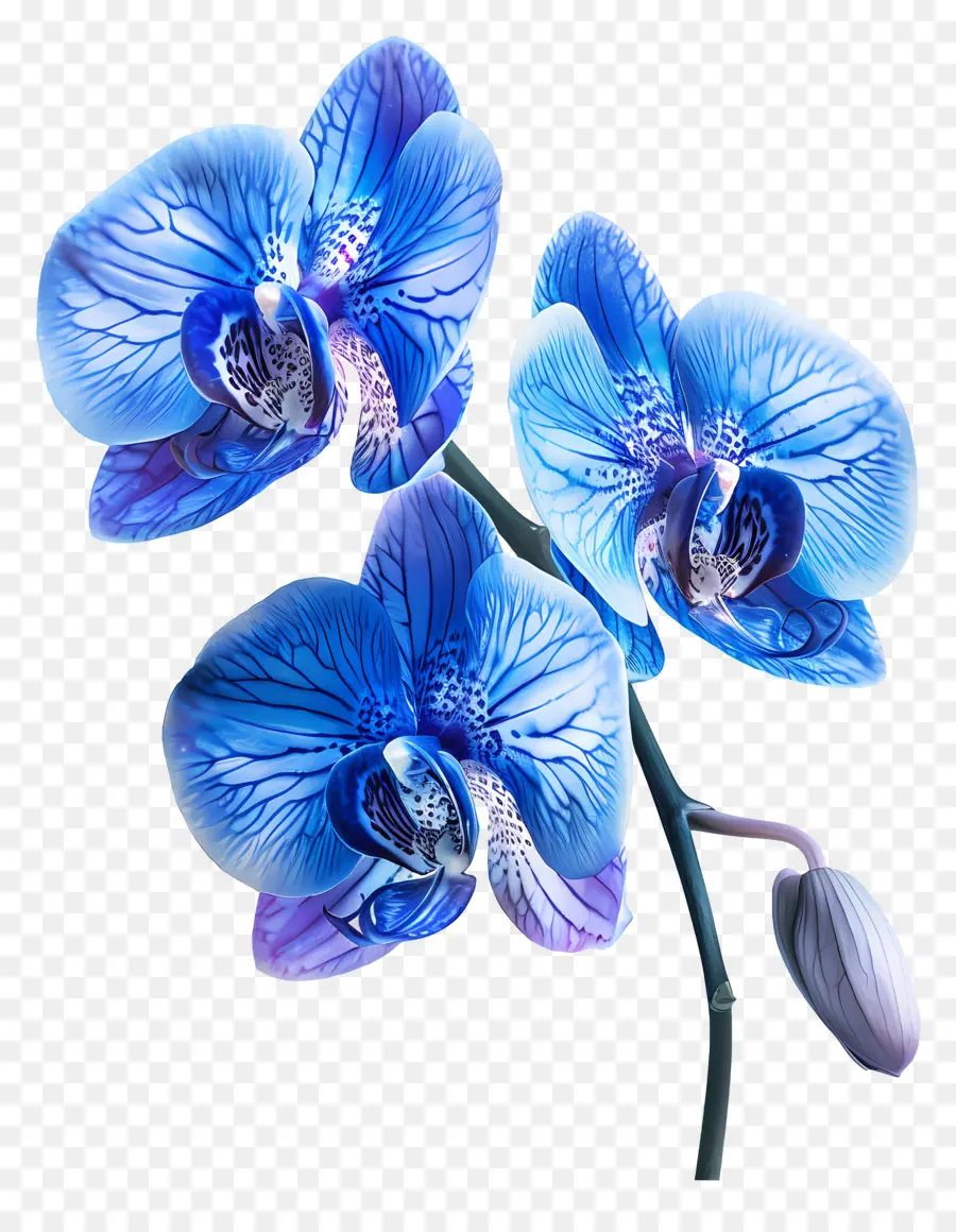 Flor De Orquídea，Orquídea Azul PNG