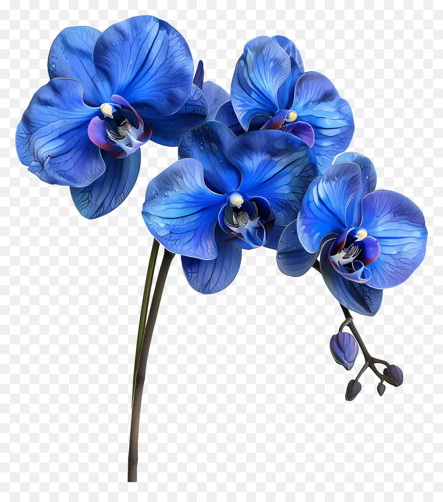 Flor De Orquídea，Orquídea Azul PNG