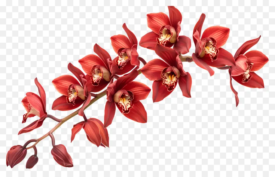 Flor De Orquídea，Orquídeas Vermelhas PNG