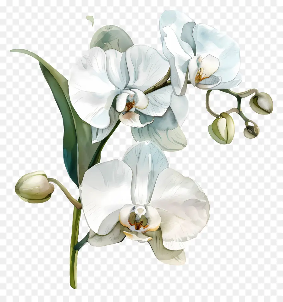 Flor De Orquídea，Orquídea Branca PNG