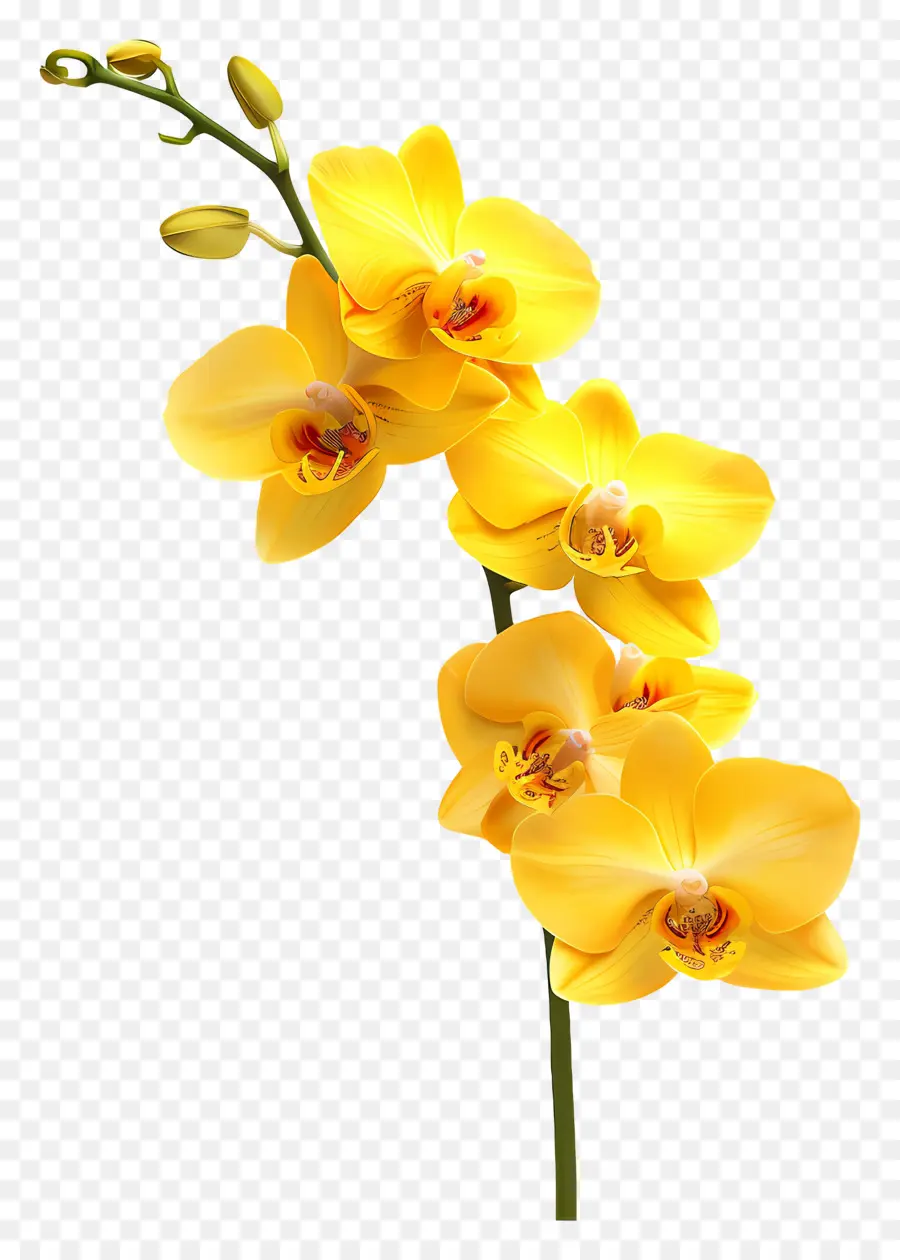 Flor De Orquídea，Orquídea PNG