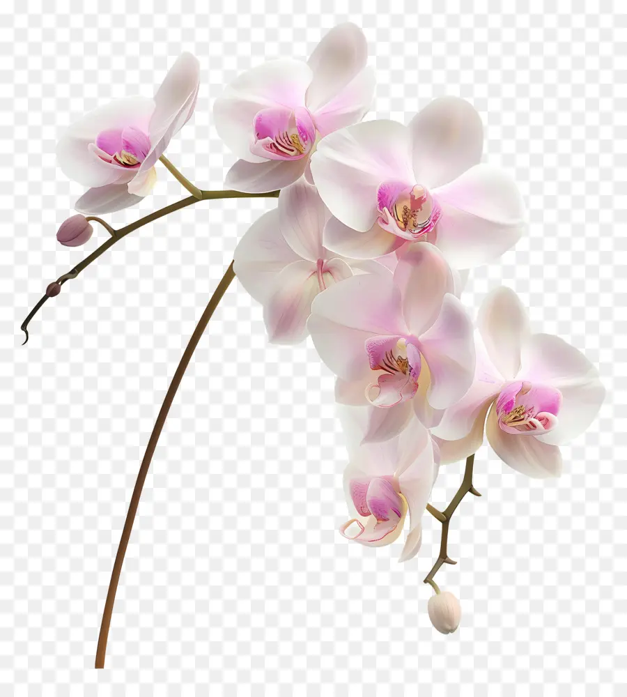 Flor De Orquídea，Orquídea Branca PNG