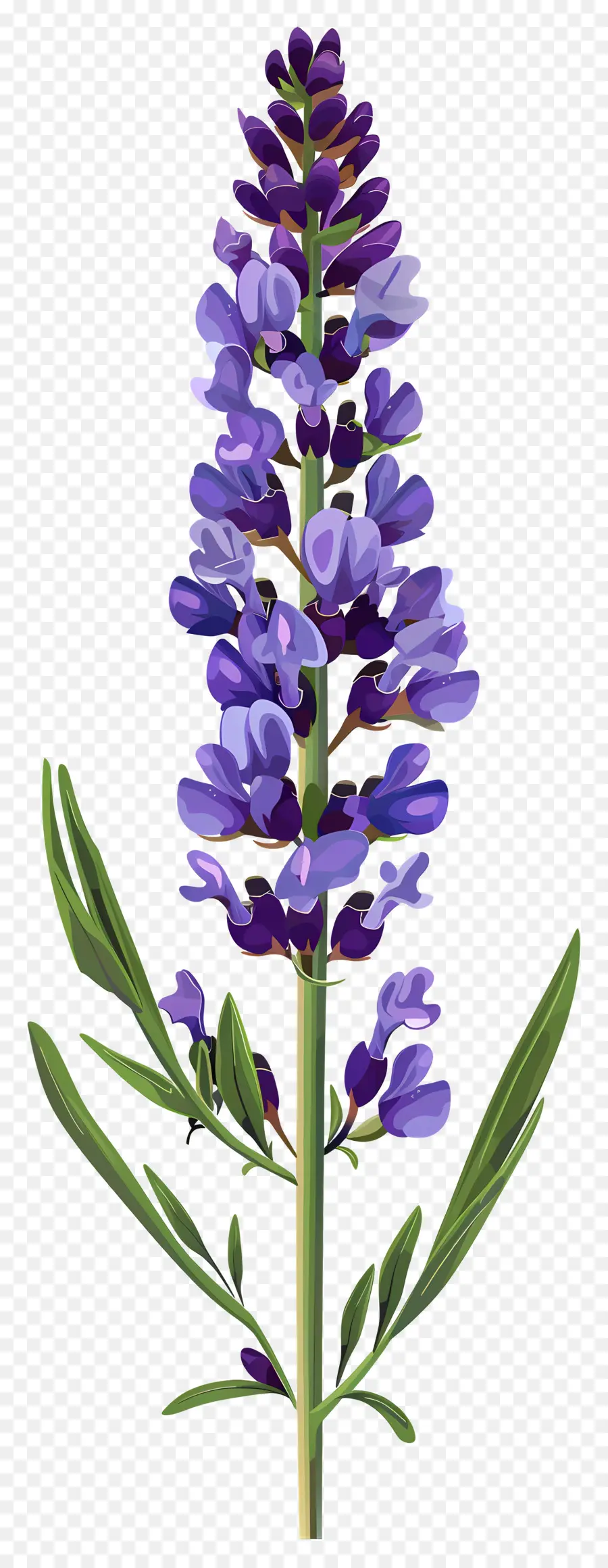 Flor De Lavanda，Lavanda PNG