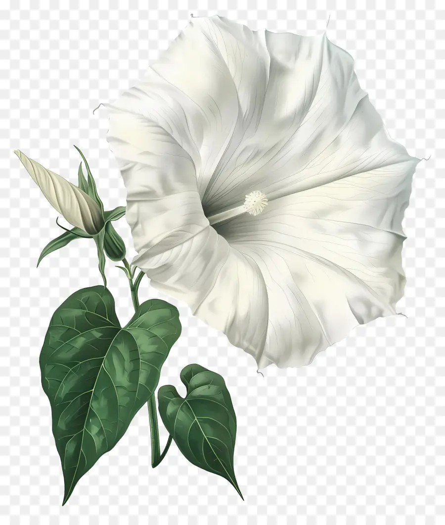 Flores Vintage，Flor Branca PNG