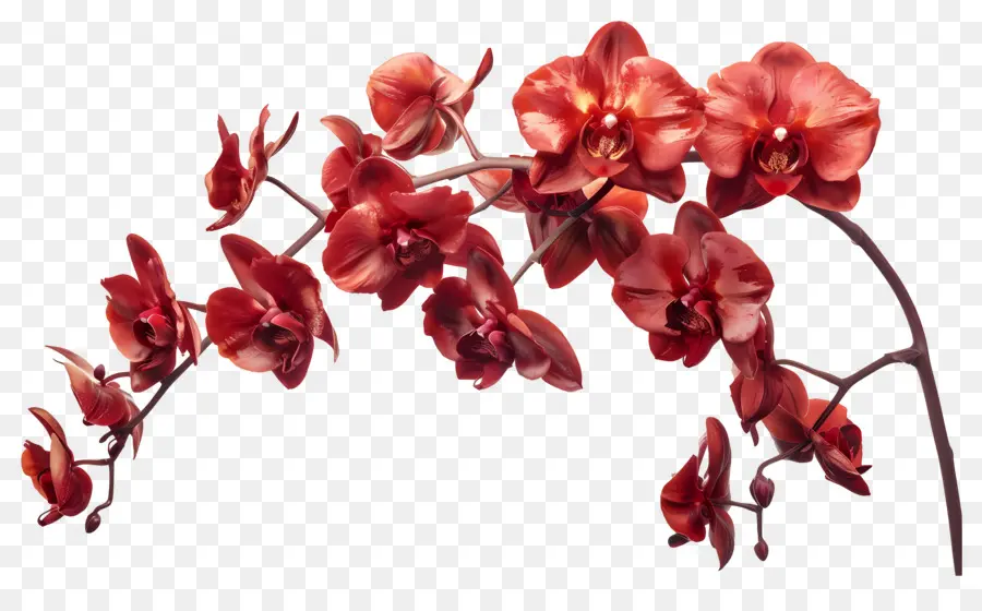 Flor De Orquídea，Orquídeas Vermelhas PNG