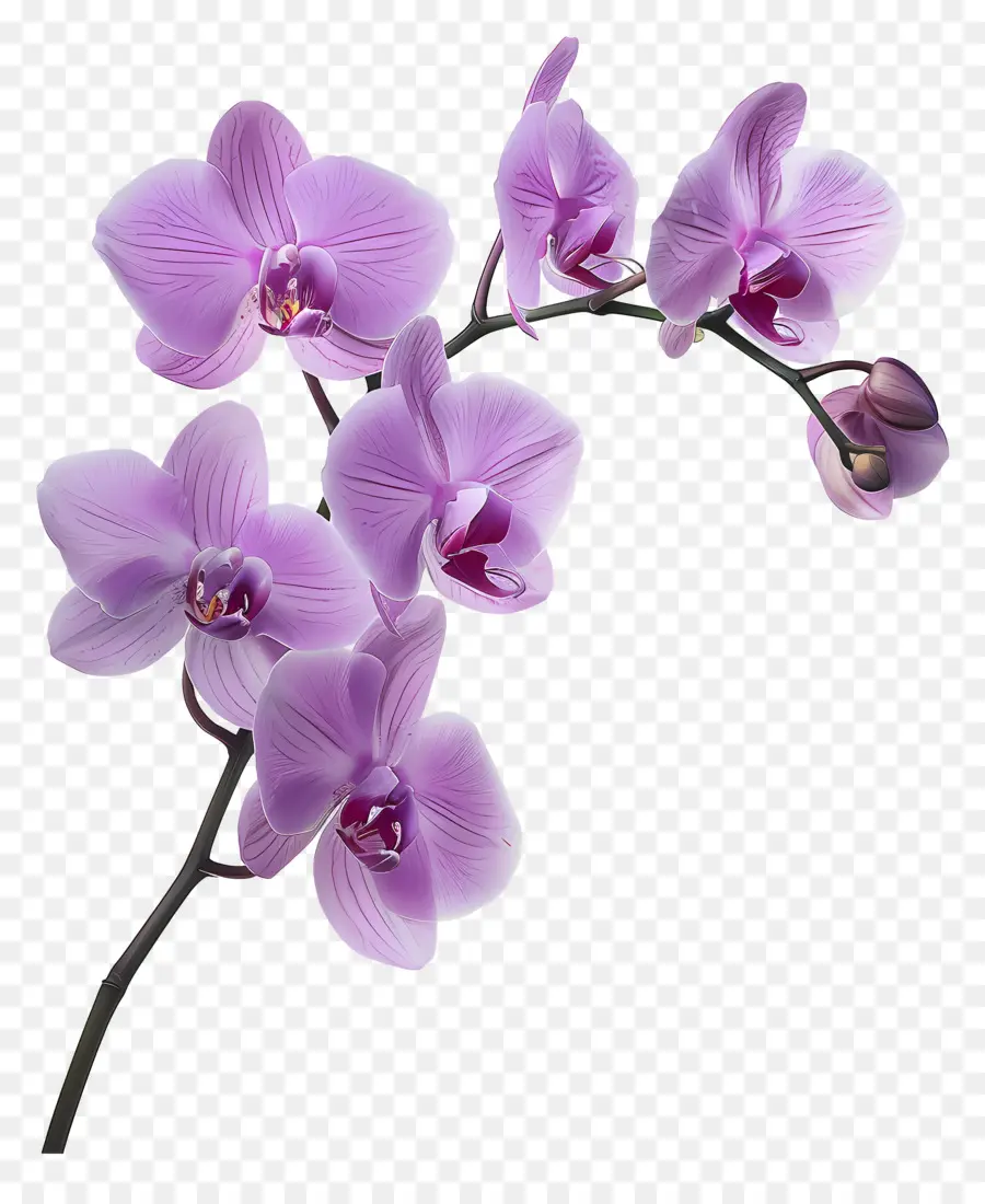 Flor De Orquídea，Orquídea Branca PNG