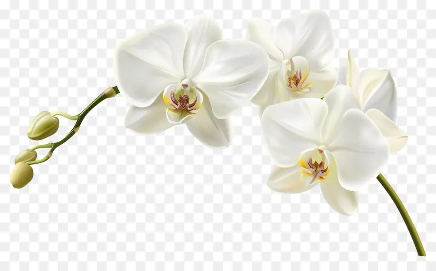 Flor De Orquídea，Flores De Orquídea PNG