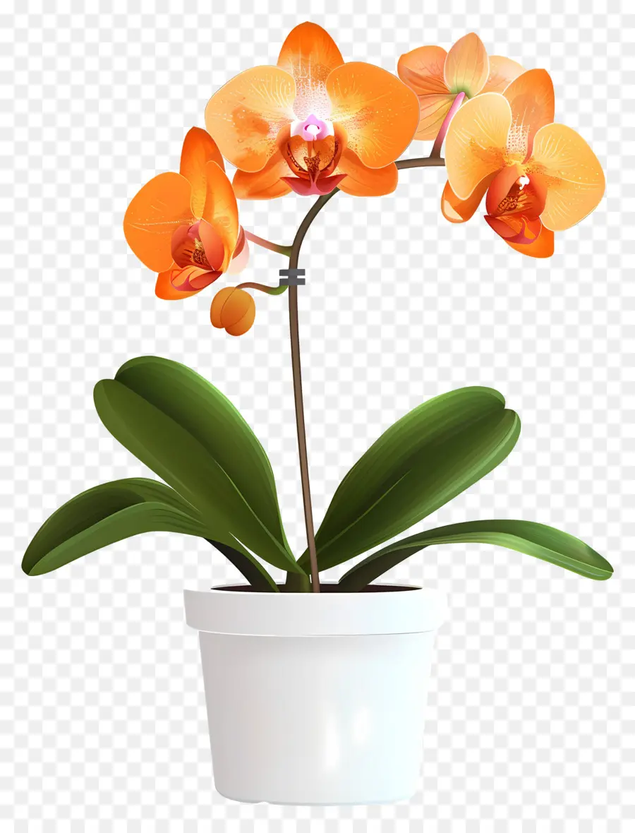 Flor De Orquídea，Orquídea Laranja PNG