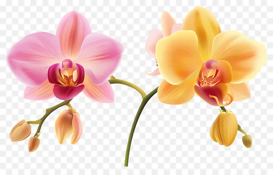 Flor De Orquídea，Flores De Orquídea PNG