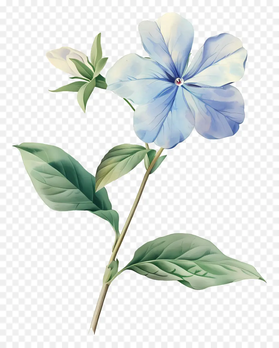 Flor Pequena，Flor PNG