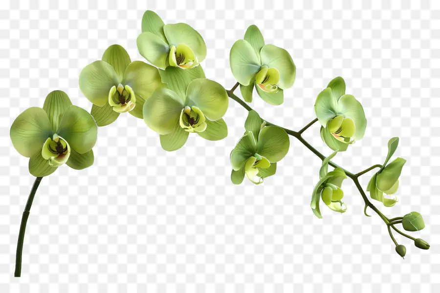 Flor De Orquídea，Orquídea PNG