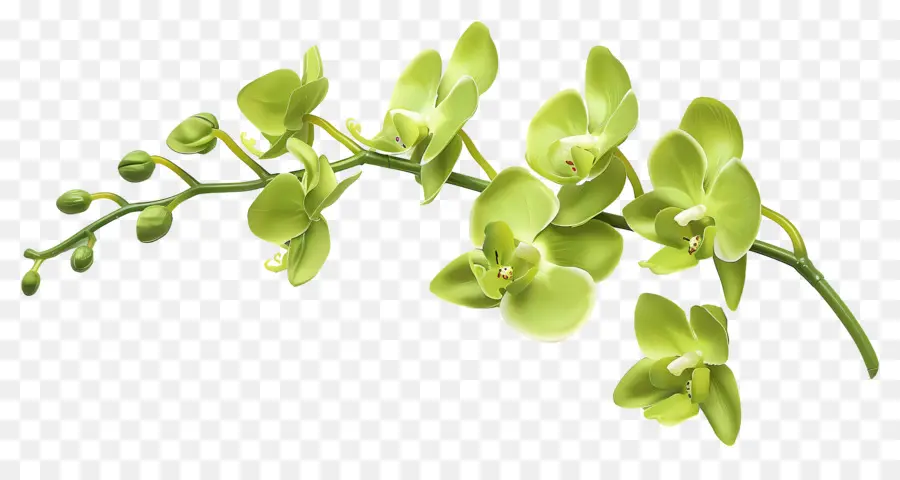 Flor De Orquídea，Orquídea PNG