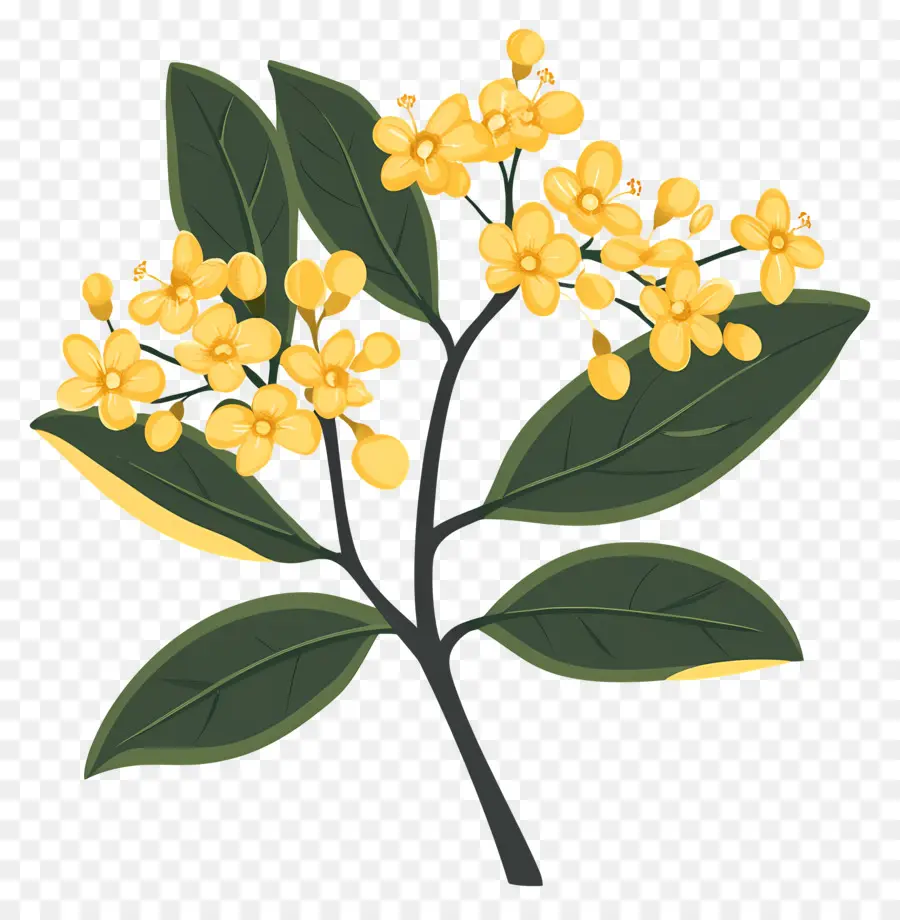 Flor De Osmanthus，Flores Amarelas PNG