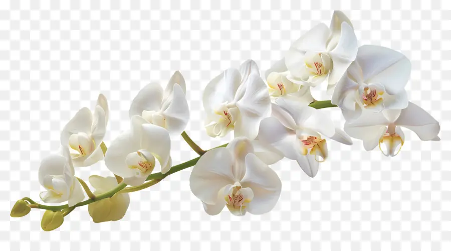 Flor De Orquídea，Orquídeas Brancas PNG