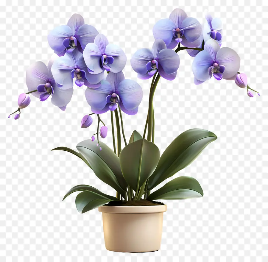 Flores De Orquídea Em Vasos，Orquídea Azul PNG