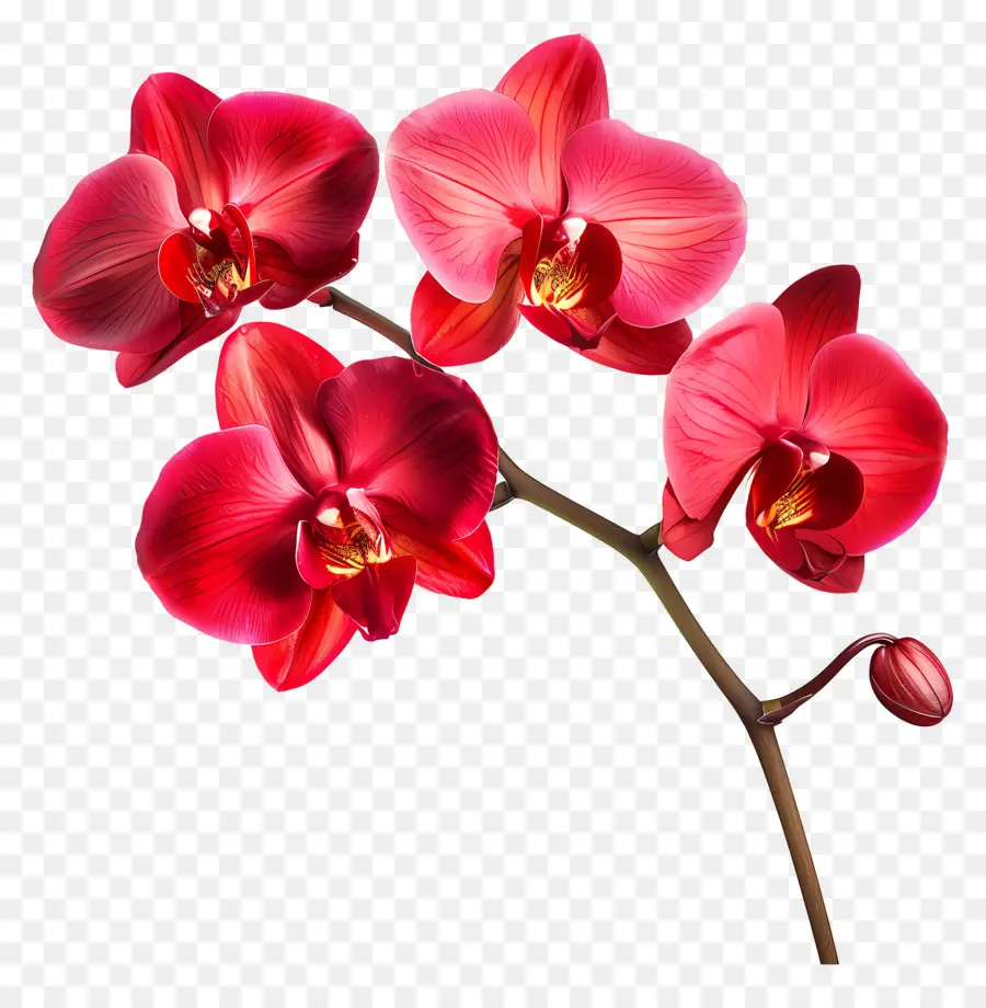 Flor De Orquídea，Orquídea Vermelha PNG