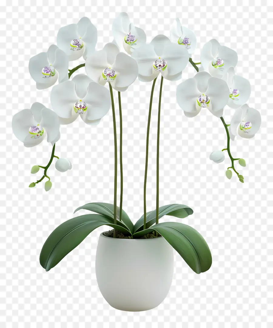 Flores De Orquídea Em Vasos，Orquídea Branca PNG