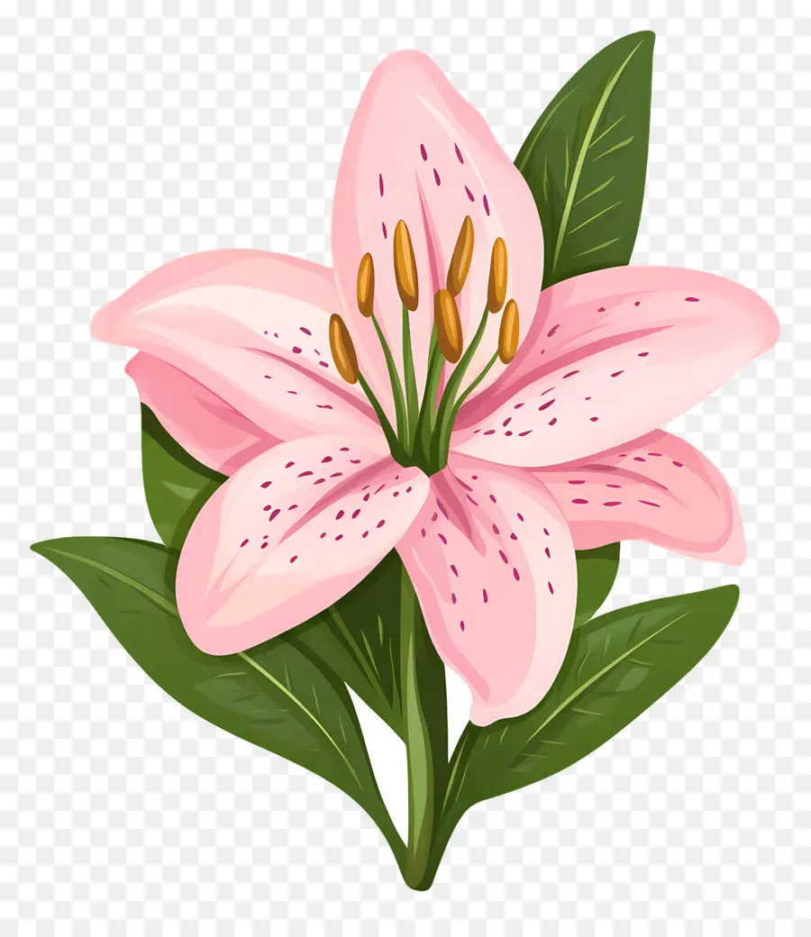 Flor De Lírio Rosa，Lírio Rosa PNG