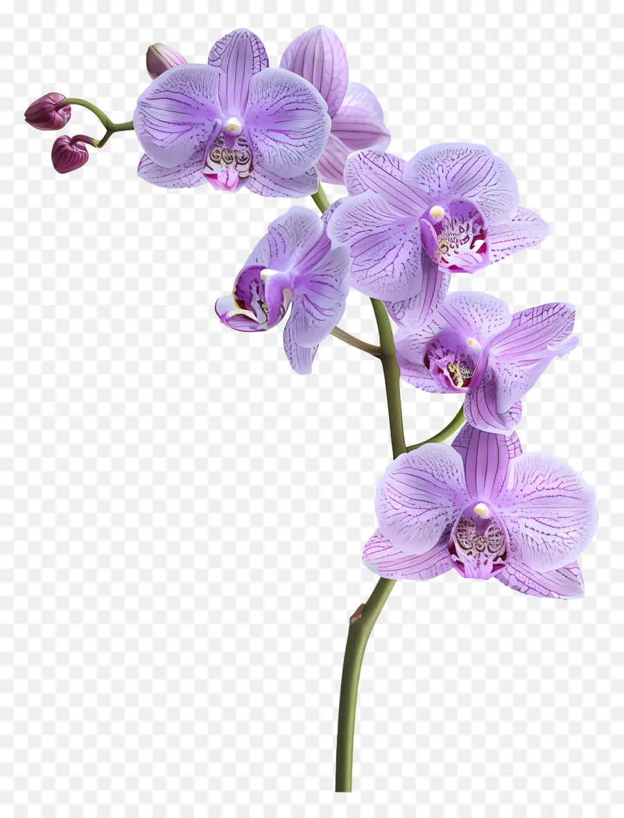 Flor De Orquídea，Orquídea Branca PNG