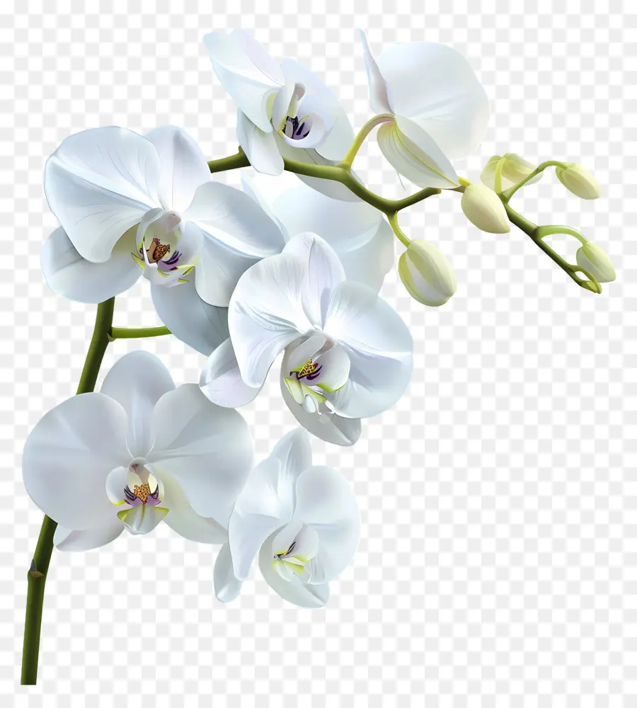 Flor De Orquídea，Orquídea Branca PNG