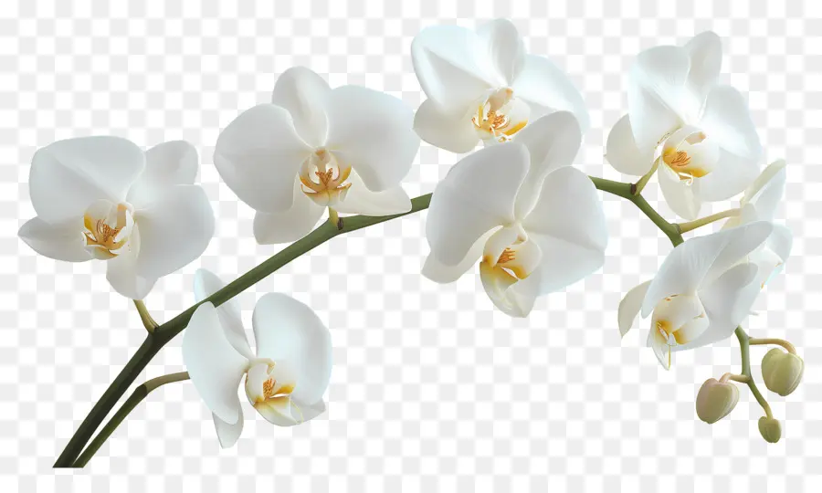 Flor De Orquídea，Flores De Orquídea PNG