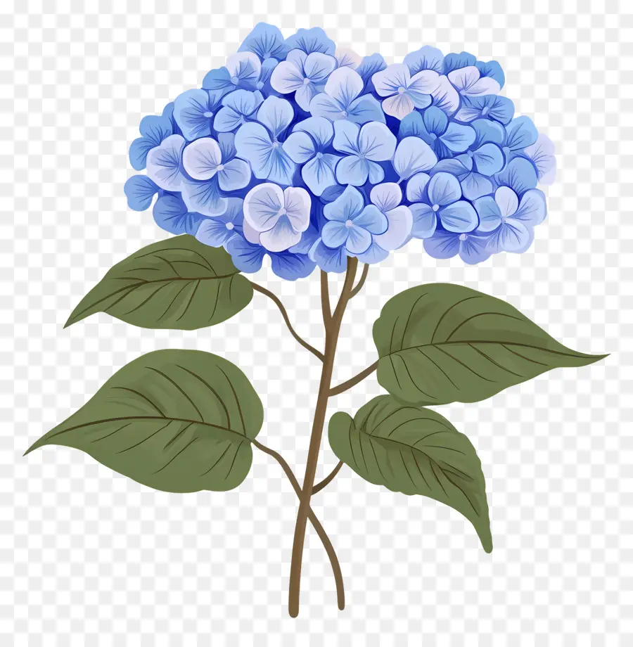 Flor De Hortênsia Azul，Hortênsia Azul PNG