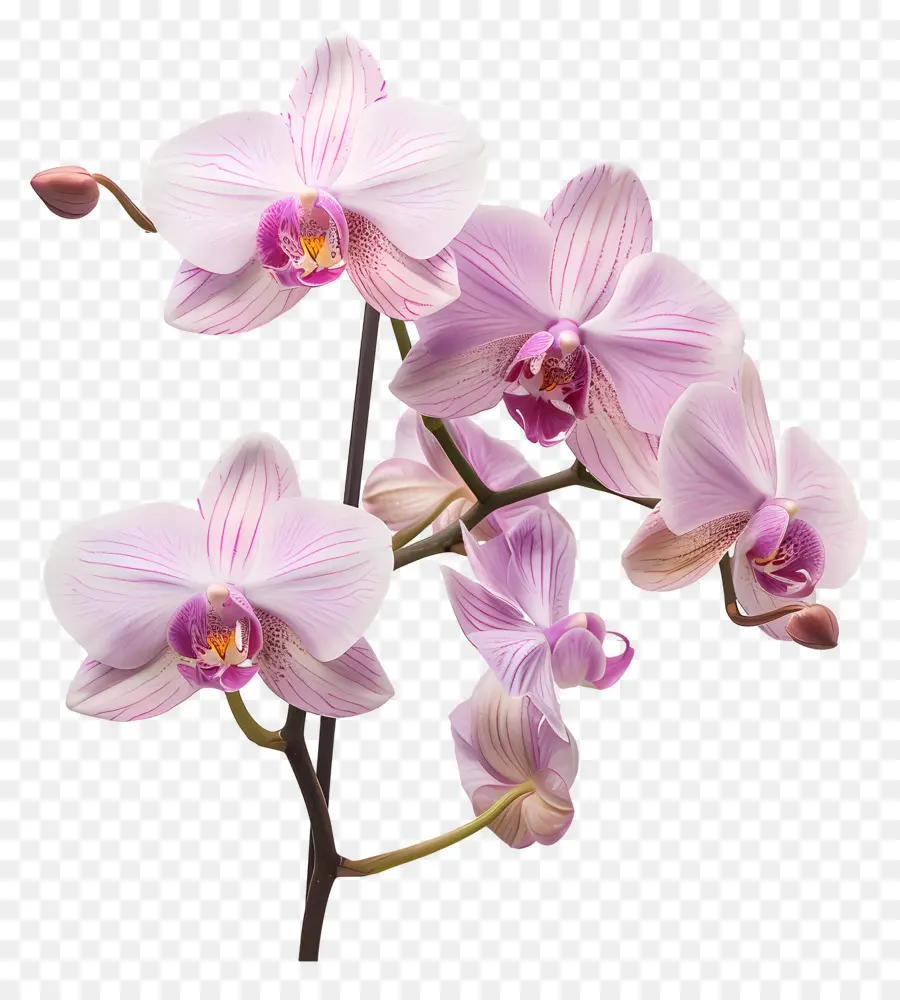 Flor De Orquídea，Orquídea Branca PNG