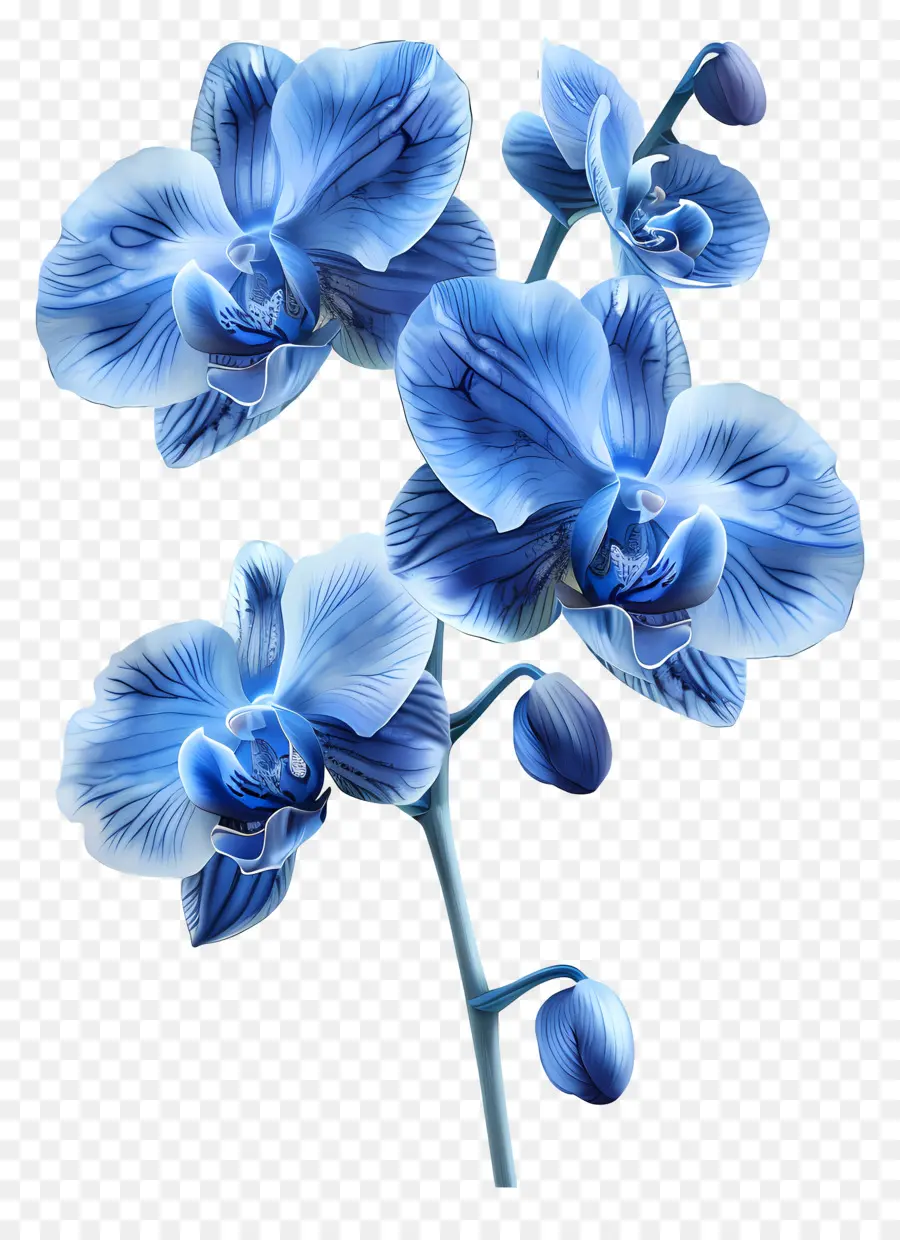 Flor De Orquídea，Orquídea Azul PNG