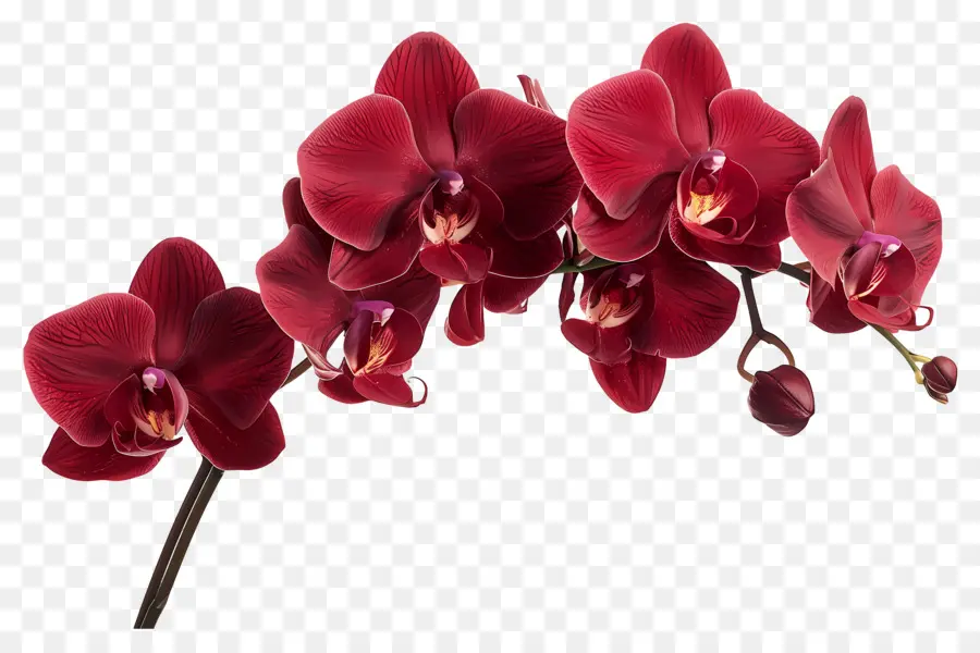 Flor De Orquídea，Orquídeas Vermelhas PNG