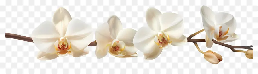 Flores De Orquídea Baunilha，Flores De Orquídea PNG