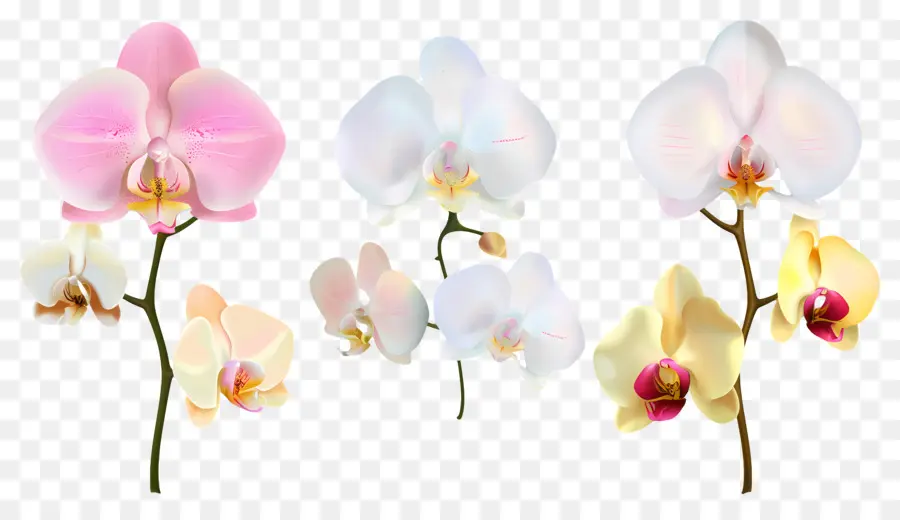 Flor De Orquídea，Flores De Orquídea PNG