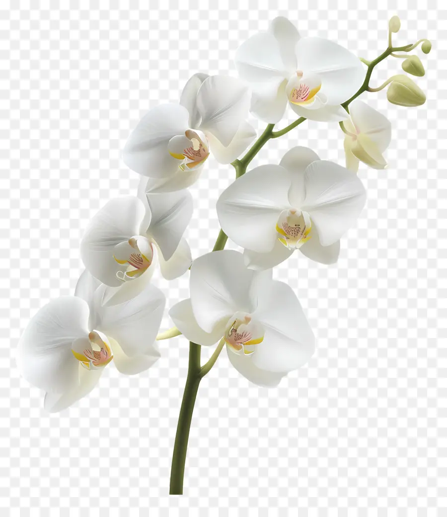 Flor De Orquídea，Orquídea Branca PNG