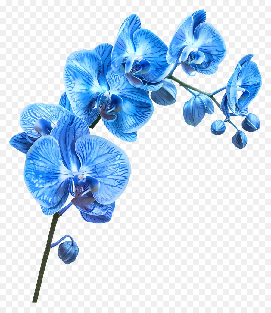 Flor De Orquídea，Orquídea Azul PNG