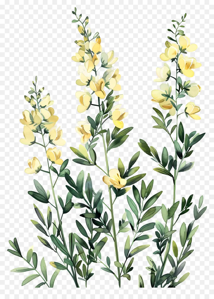 Flor Cytisus Wolgaricus，Flores Amarelas PNG