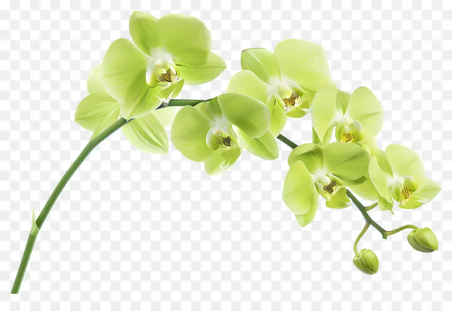 Flor De Orquídea，Orquídea PNG