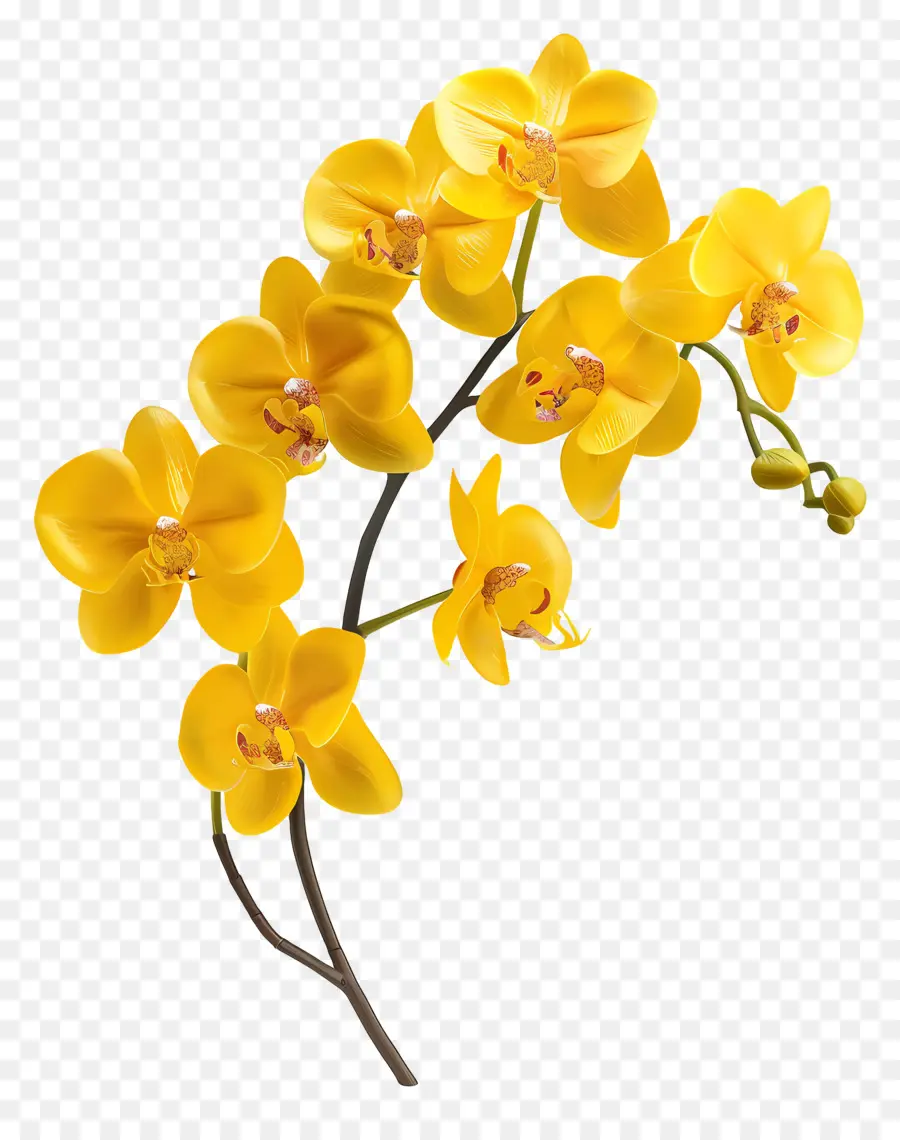 Flor De Orquídea，Orquídeas Amarelas PNG