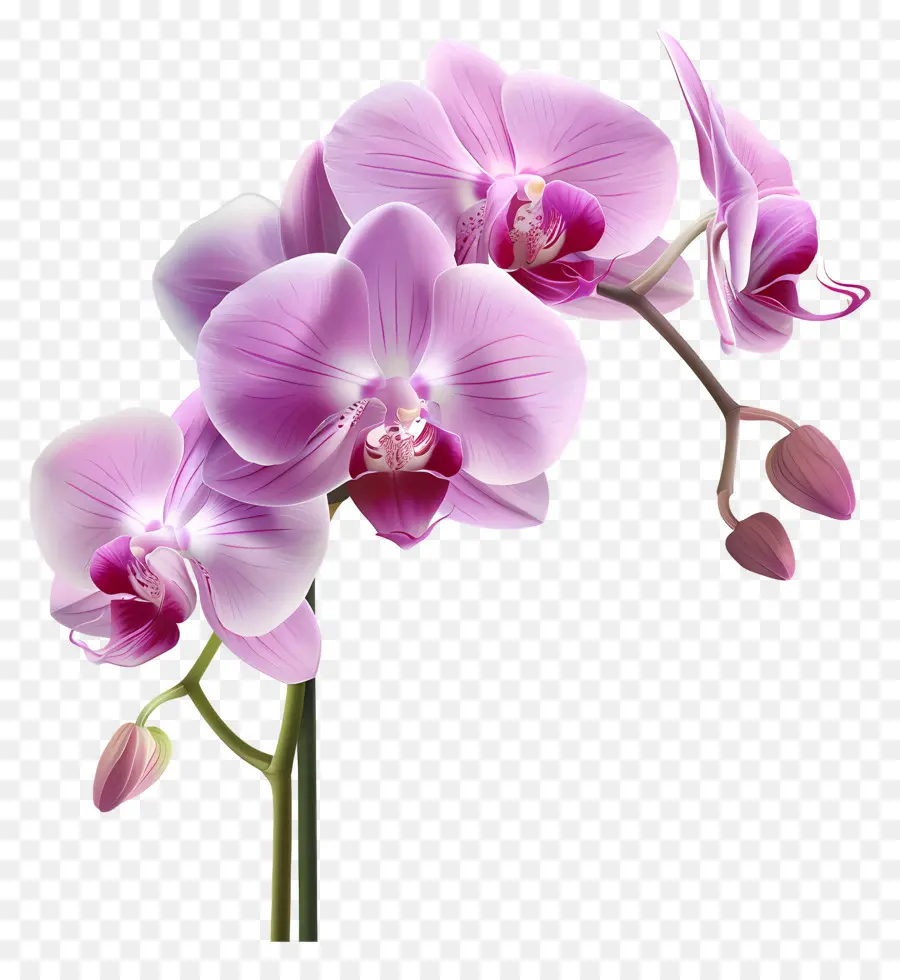 Flor De Orquídea，Orquídea Branca PNG