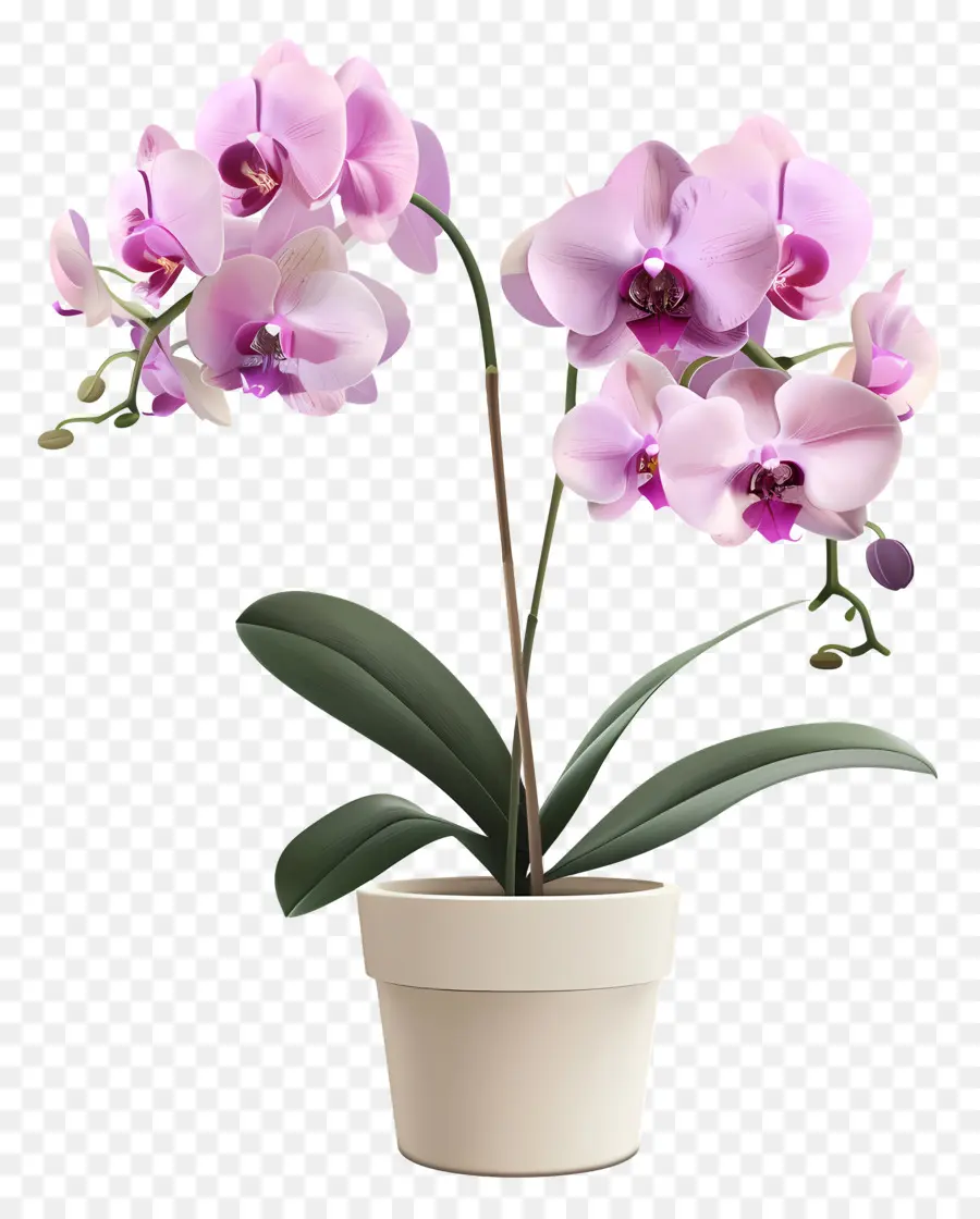 Flores De Orquídea Em Vasos，Orquídea PNG