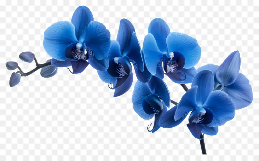 Flor De Orquídea，Orquídea Azul PNG