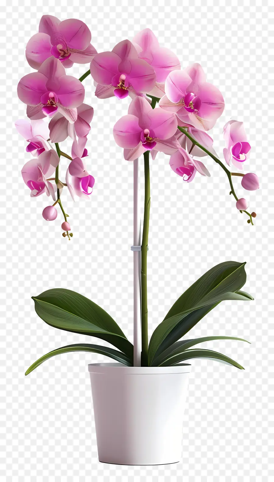 Flores De Orquídea Em Vasos，Orquídea PNG