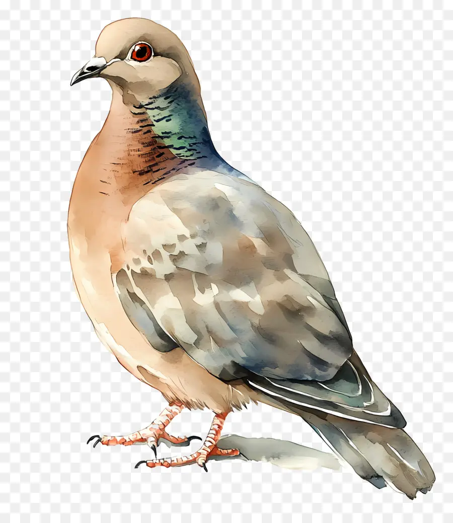 Pássaro Aquarela，Pombo PNG