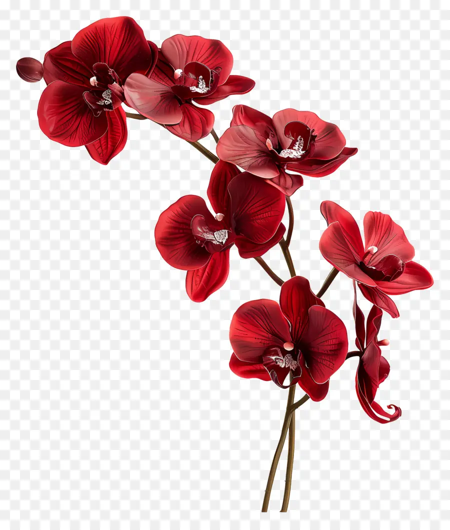 Flor De Orquídea，Orquídea Vermelha PNG