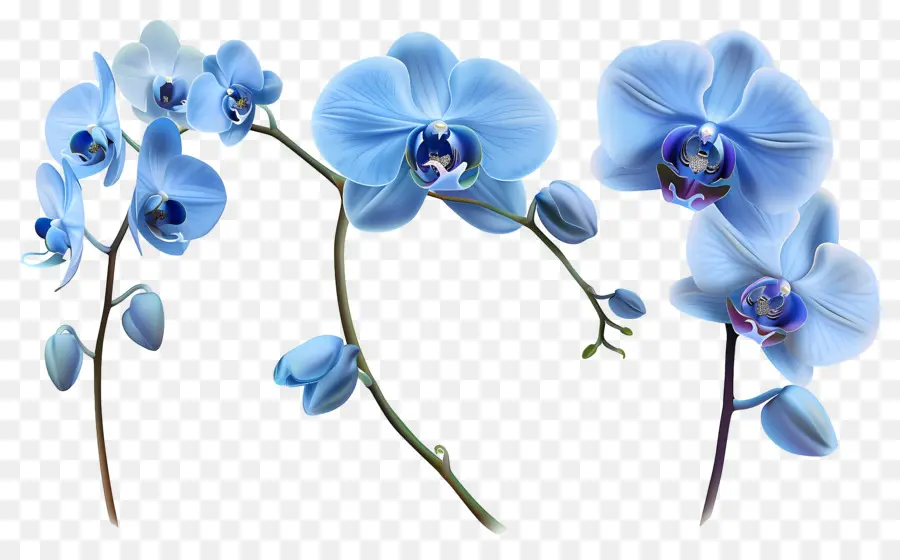 Flor De Orquídea，Orquídea Azul PNG