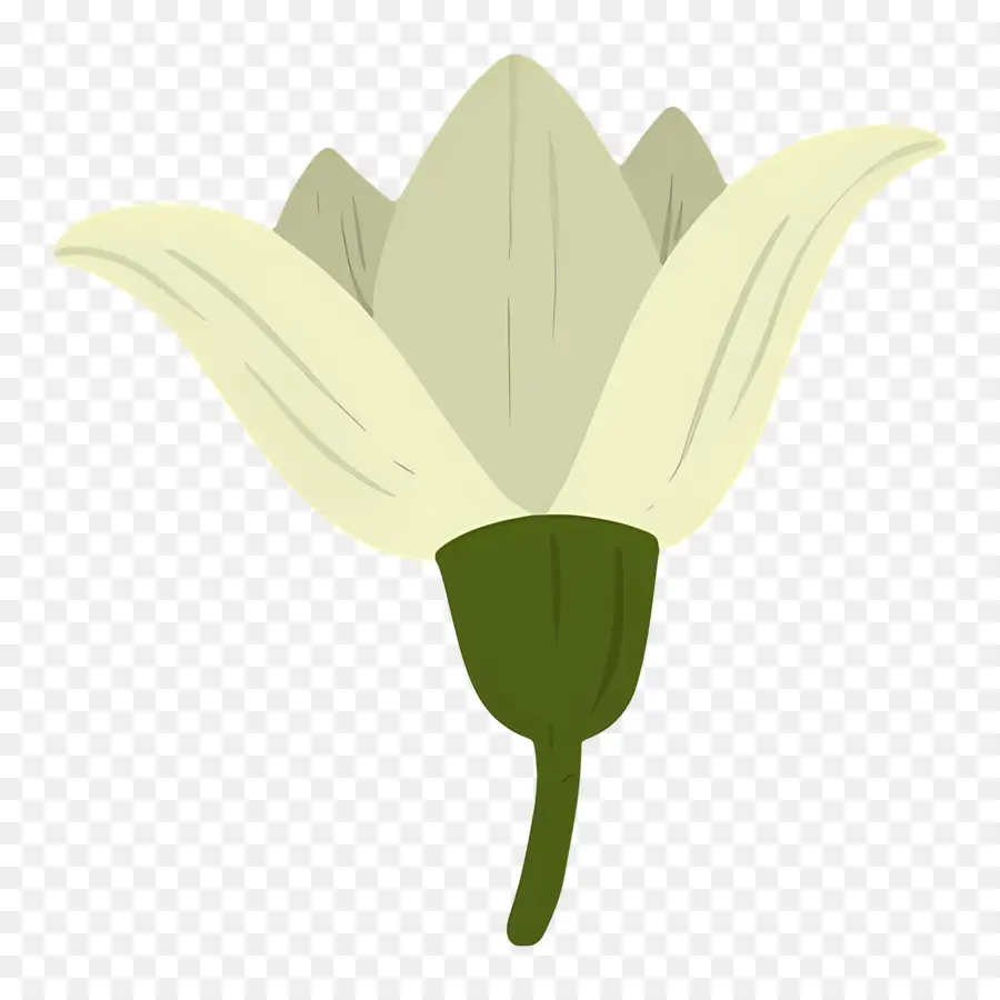 Flor única，Flor Branca PNG