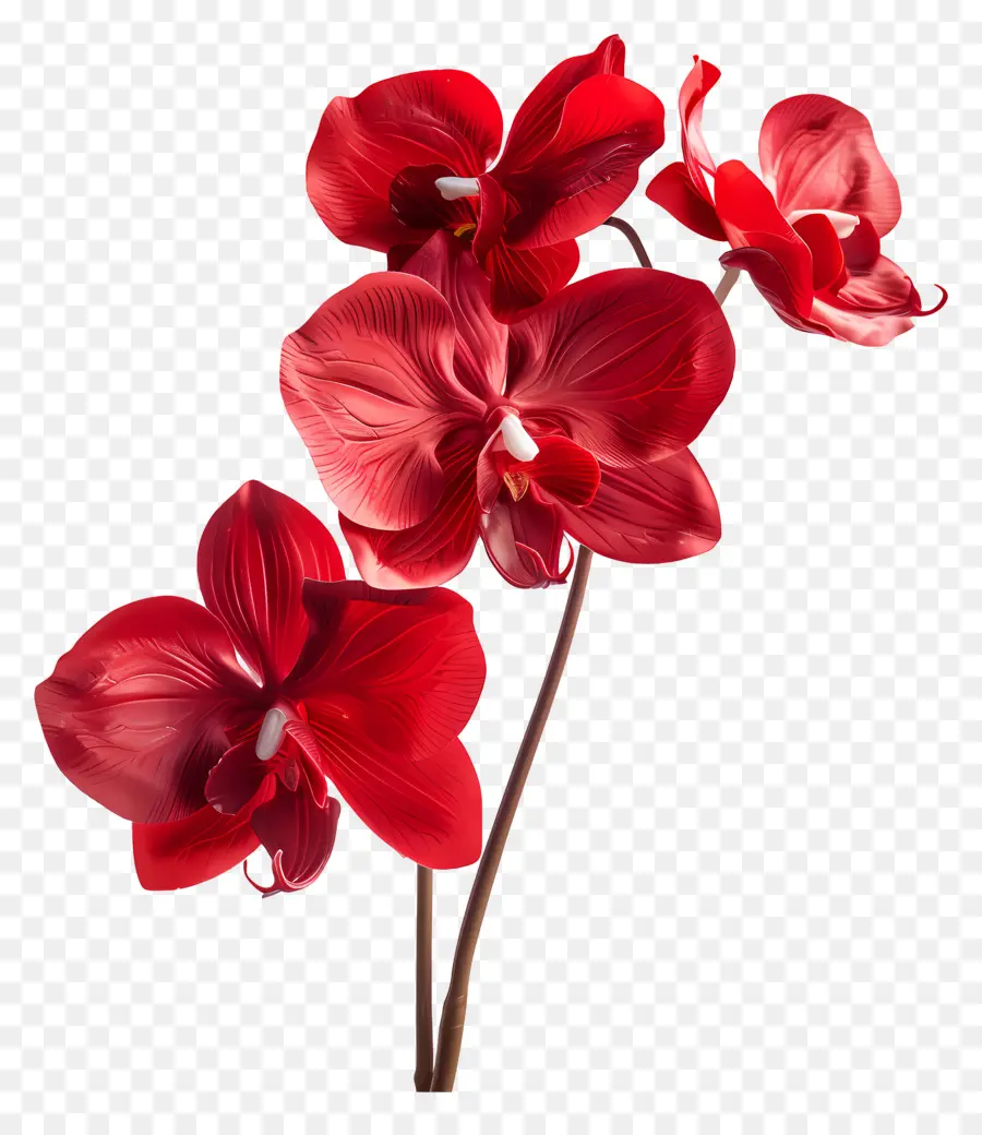 Flor De Orquídea，Orquídeas Vermelhas PNG