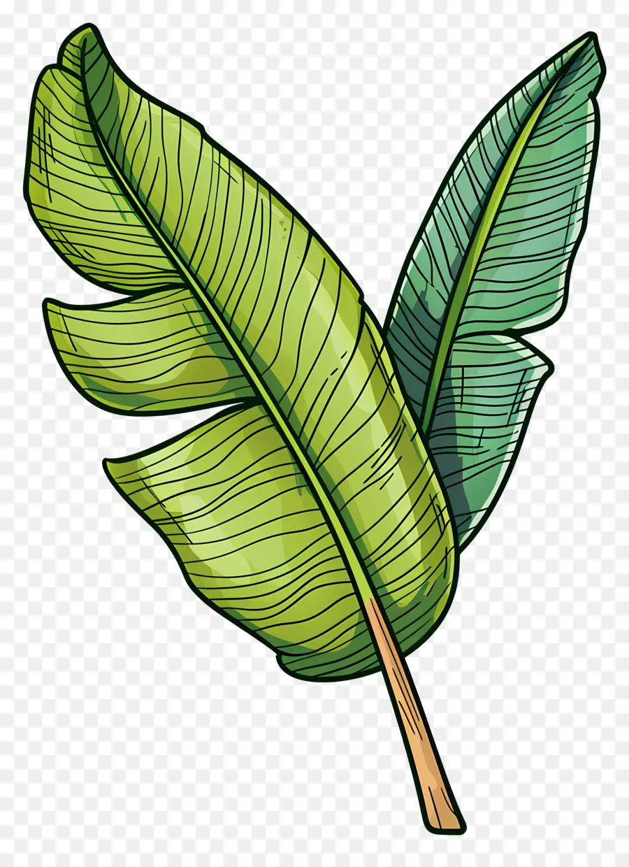 Folha Tropical，Folhas Verdes PNG