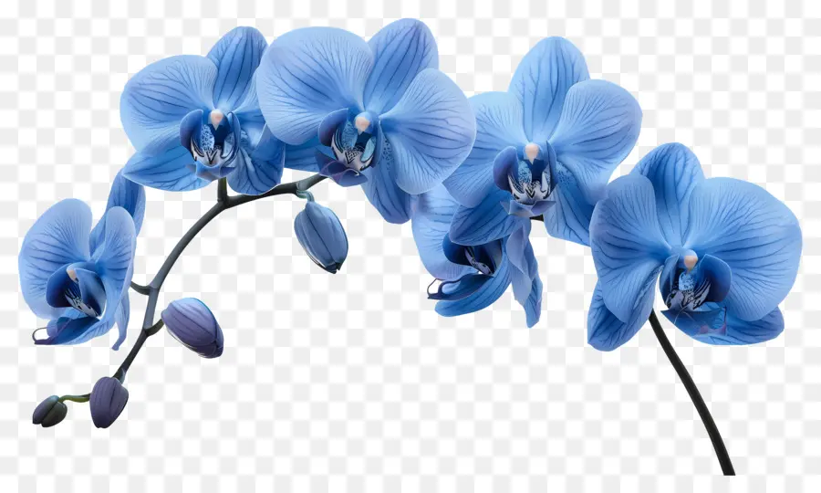 Flor De Orquídea，Orquídea Azul PNG